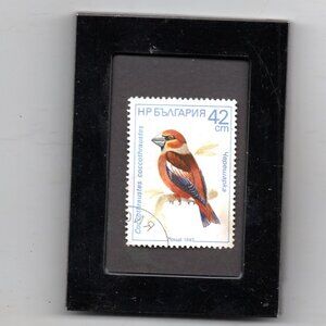 Framed Stamp Art - The Hawfinch